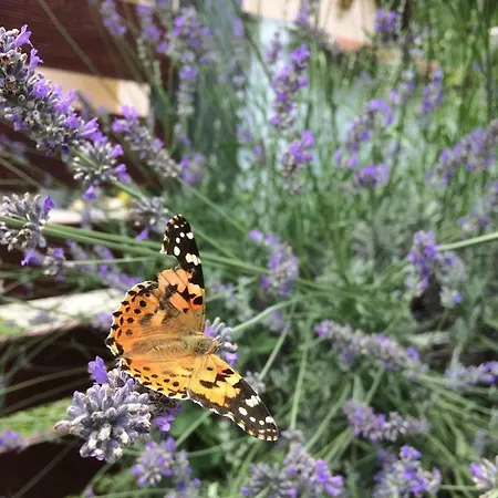 Liliana * Balatonberény