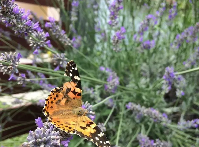 Liliana * Balatonberény